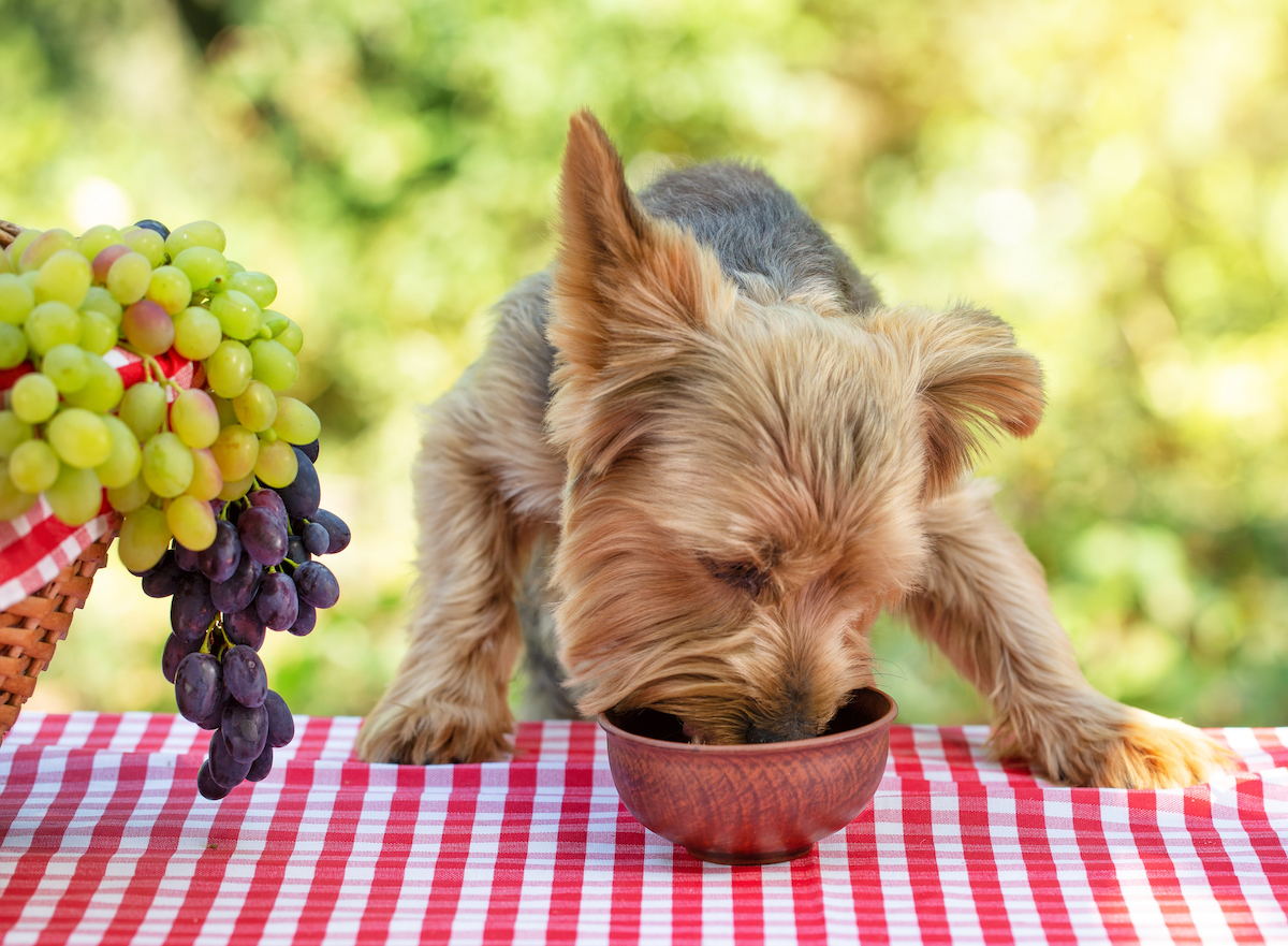 5 Must-Know Tips for Feeding Fussy Dogs