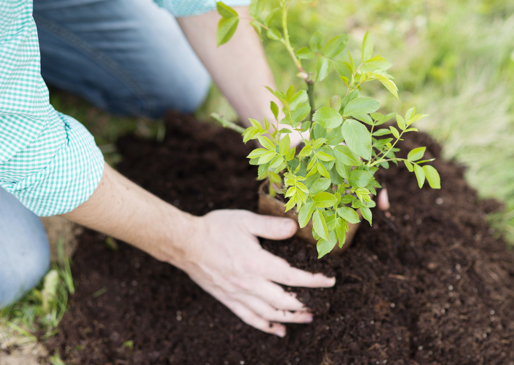 4 Reasons to Plant Trees in Your Backyard